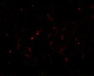 Anti-GSTP1 antibody used in IHC (Paraffin sections) (IHC-P). GTX31766