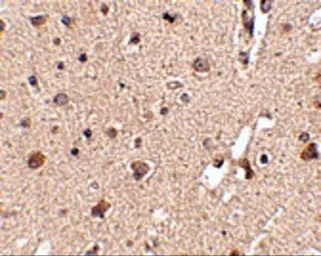 Anti-ATG12 antibody used in IHC (Paraffin sections) (IHC-P). GTX31768