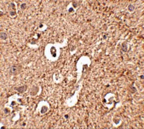 Anti-ATG12 antibody used in IHC (Paraffin sections) (IHC-P). GTX31769