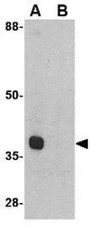 Anti-ATG12 antibody used in Western Blot (WB). GTX31769