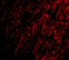Anti-ATG12 antibody used in IHC (Paraffin sections) (IHC-P). GTX31769
