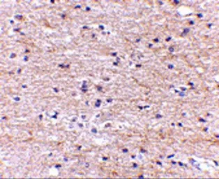 Anti-SATB2 antibody used in IHC (Paraffin sections) (IHC-P). GTX31773