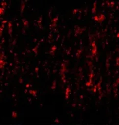 Anti-SATB2 antibody used in IHC (Paraffin sections) (IHC-P). GTX31773
