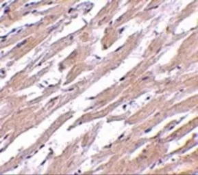 Anti-POFUT1 antibody used in IHC (Paraffin sections) (IHC-P). GTX31776