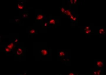 Anti-STK39 antibody used in Immunocytochemistry/ Immunofluorescence (ICC/IF). GTX31784