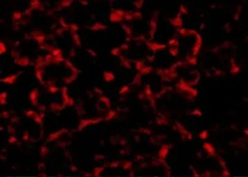 Anti-MTCH2 antibody used in IHC (Paraffin sections) (IHC-P). GTX31786