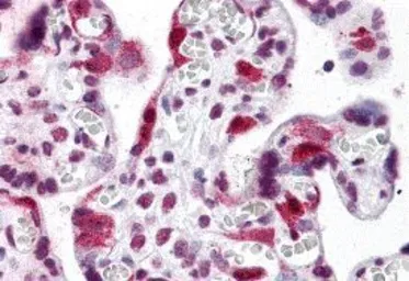 Anti-LZTS2 antibody used in IHC (Paraffin sections) (IHC-P). GTX31787