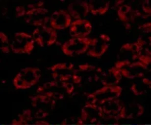 Anti-NPC1 antibody used in IHC (Paraffin sections) (IHC-P). GTX31790