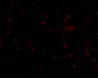 Anti-SR-BI antibody used in IHC (Paraffin sections) (IHC-P). GTX31791