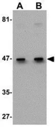 Anti-EFEMP1 antibody used in Western Blot (WB). GTX31792