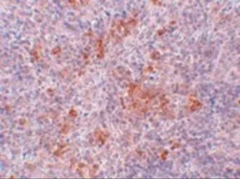 Anti-AGTR1 antibody used in IHC (Paraffin sections) (IHC-P). GTX31793