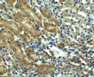 Anti-AGTR1 antibody used in IHC (Paraffin sections) (IHC-P). GTX31793