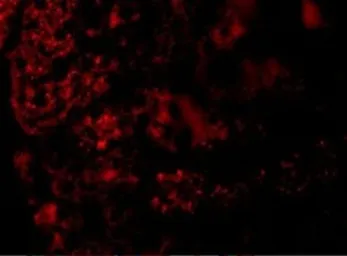 Anti-AGTR1 antibody used in IHC (Paraffin sections) (IHC-P). GTX31793