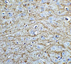 Anti-SOX2 antibody used in IHC (Paraffin sections) (IHC-P). GTX31797
