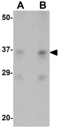 Anti-SOX2 antibody used in Western Blot (WB). GTX31797