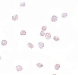 Anti-SOX2 antibody used in Immunocytochemistry/ Immunofluorescence (ICC/IF). GTX31797