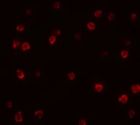 Anti-SOX2 antibody used in Immunocytochemistry/ Immunofluorescence (ICC/IF). GTX31797