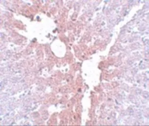 Anti-KLF4 antibody used in IHC (Paraffin sections) (IHC-P). GTX31798