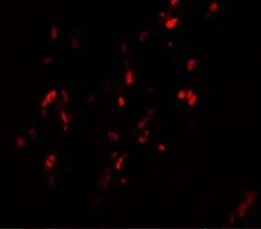 Anti-NABC1 antibody used in IHC (Paraffin sections) (IHC-P). GTX31800