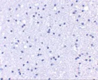 Anti-APC1 antibody used in IHC (Paraffin sections) (IHC-P). GTX31801