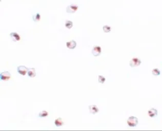 Anti-UBA2 antibody used in Immunocytochemistry/ Immunofluorescence (ICC/IF). GTX31804