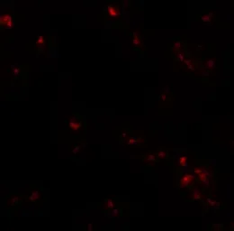 Anti-UBA2 antibody used in Immunocytochemistry/ Immunofluorescence (ICC/IF). GTX31804