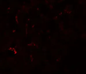 Anti-SUMO3 antibody used in IHC (Paraffin sections) (IHC-P). GTX31805