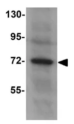 Anti-FOXO1 antibody used in Western Blot (WB). GTX31806