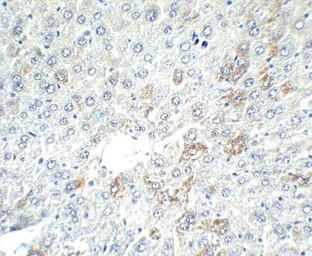Anti-Alpha fetoprotein / AFP antibody used in IHC (Paraffin sections) (IHC-P). GTX31809