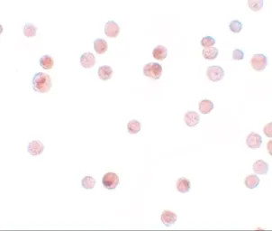 Anti-KPNA4 antibody used in Immunocytochemistry/ Immunofluorescence (ICC/IF). GTX31813