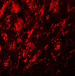 Anti-SLC39A9 antibody used in IHC (Paraffin sections) (IHC-P). GTX31817