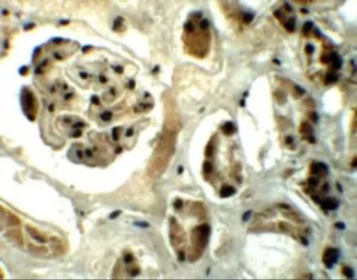 Anti-DPF2 antibody used in IHC (Paraffin sections) (IHC-P). GTX31819