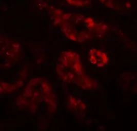 Anti-DPF2 antibody used in IHC (Paraffin sections) (IHC-P). GTX31819