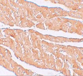 Anti-ZBTB9 antibody used in IHC (Paraffin sections) (IHC-P). GTX31820