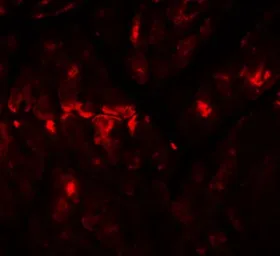 Anti-ZBTB9 antibody used in IHC (Paraffin sections) (IHC-P). GTX31820