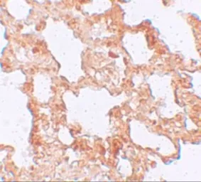 Anti-Axin 2 antibody used in IHC (Paraffin sections) (IHC-P). GTX31822