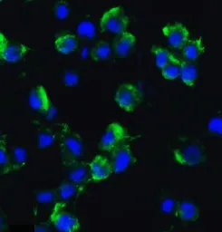 Anti-Axin 2 antibody used in Immunocytochemistry/ Immunofluorescence (ICC/IF). GTX31822