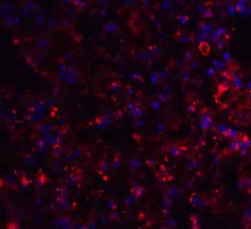 Anti-Axin 2 antibody used in IHC (Paraffin sections) (IHC-P). GTX31822