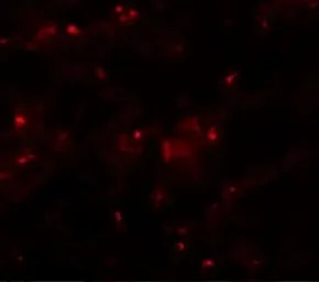 Anti-Axin 2 antibody used in IHC (Paraffin sections) (IHC-P). GTX31822