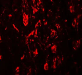 Anti-LRRTM4 antibody used in IHC (Paraffin sections) (IHC-P). GTX31824