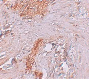 Anti-ESRP1 antibody used in IHC (Paraffin sections) (IHC-P). GTX31825