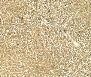 Anti-GLS2 antibody used in IHC (Paraffin sections) (IHC-P). GTX31828