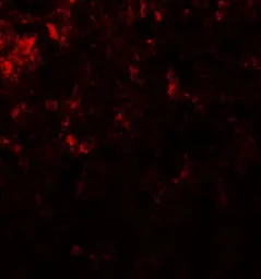 Anti-GLS2 antibody used in IHC (Paraffin sections) (IHC-P). GTX31828