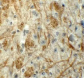 Anti-ZFP219 antibody used in IHC (Paraffin sections) (IHC-P). GTX31829