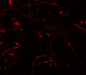 Anti-ZFP219 antibody used in IHC (Paraffin sections) (IHC-P). GTX31829