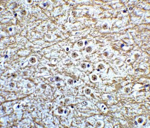 Anti-Musashi 2 antibody used in IHC (Paraffin sections) (IHC-P). GTX31838