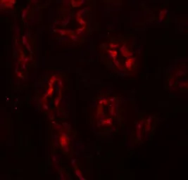 Anti-AP3S1 antibody used in IHC (Paraffin sections) (IHC-P). GTX31839