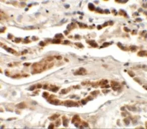 Anti-LZTS2 antibody used in IHC (Paraffin sections) (IHC-P). GTX31845