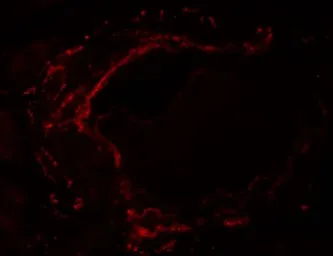 Anti-LZTS2 antibody used in IHC (Paraffin sections) (IHC-P). GTX31845