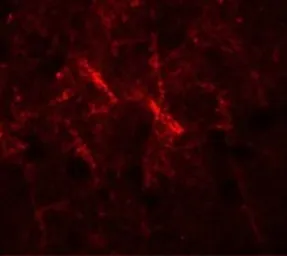 Anti-SIPA1 antibody used in IHC (Paraffin sections) (IHC-P). GTX31846